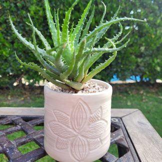 Maceta de cerámica artesanal + planta